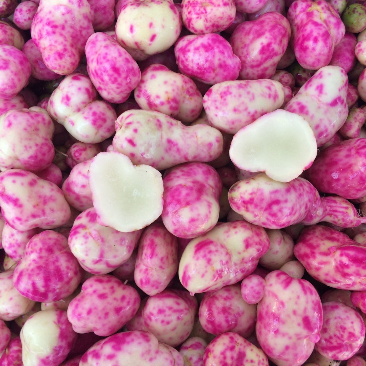 Tubers of the Cultivariable original ulluco (Ullucus tuberosus) variety 'Analyde'