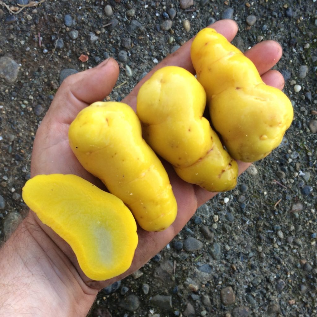 Ulluco, Humptulips Cultivariable