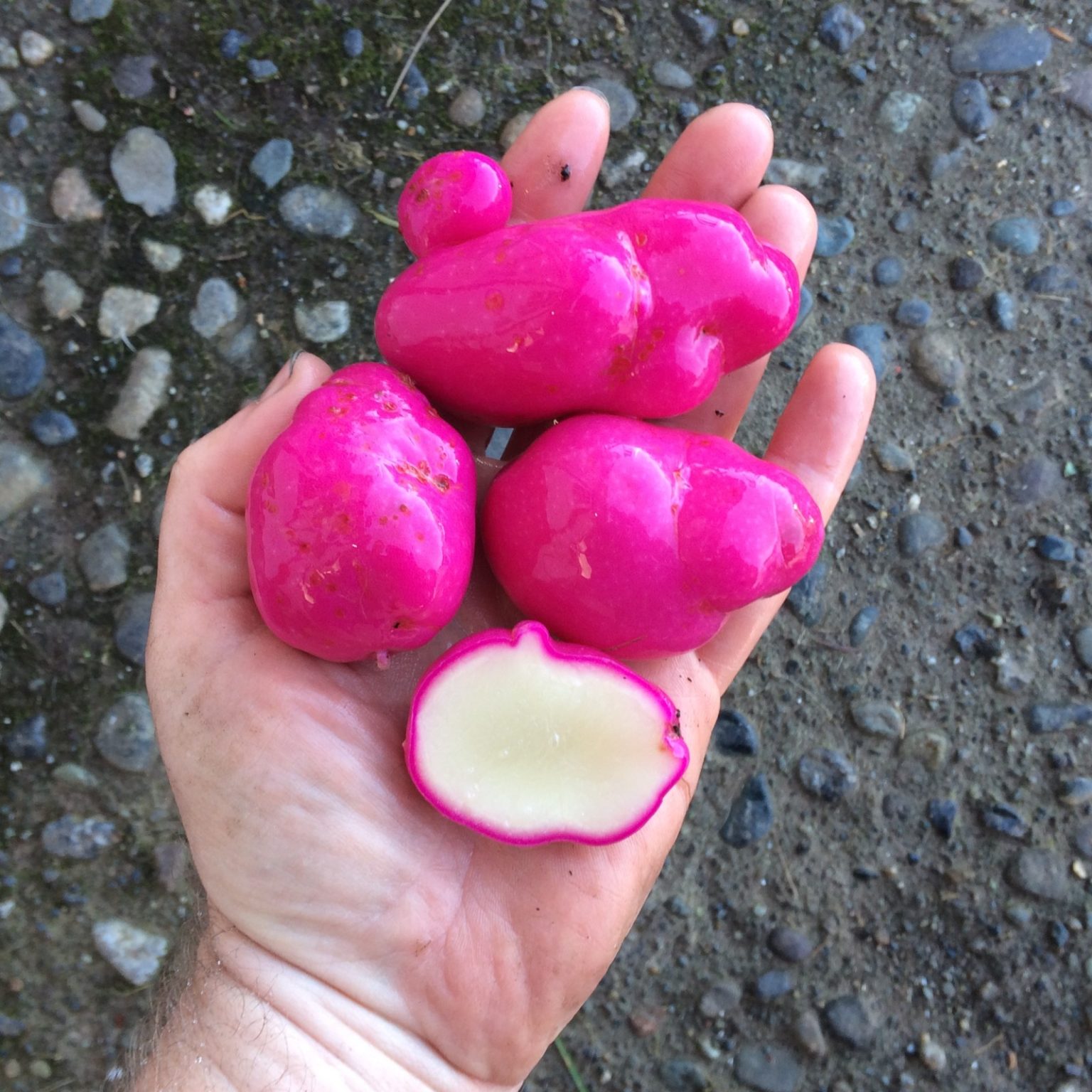 Tubers of the Cultivariable original ulluco (Ullucus tuberosus) variety 'Tatsolo'