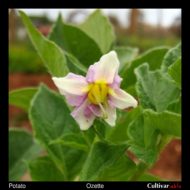 Ozette potato flower