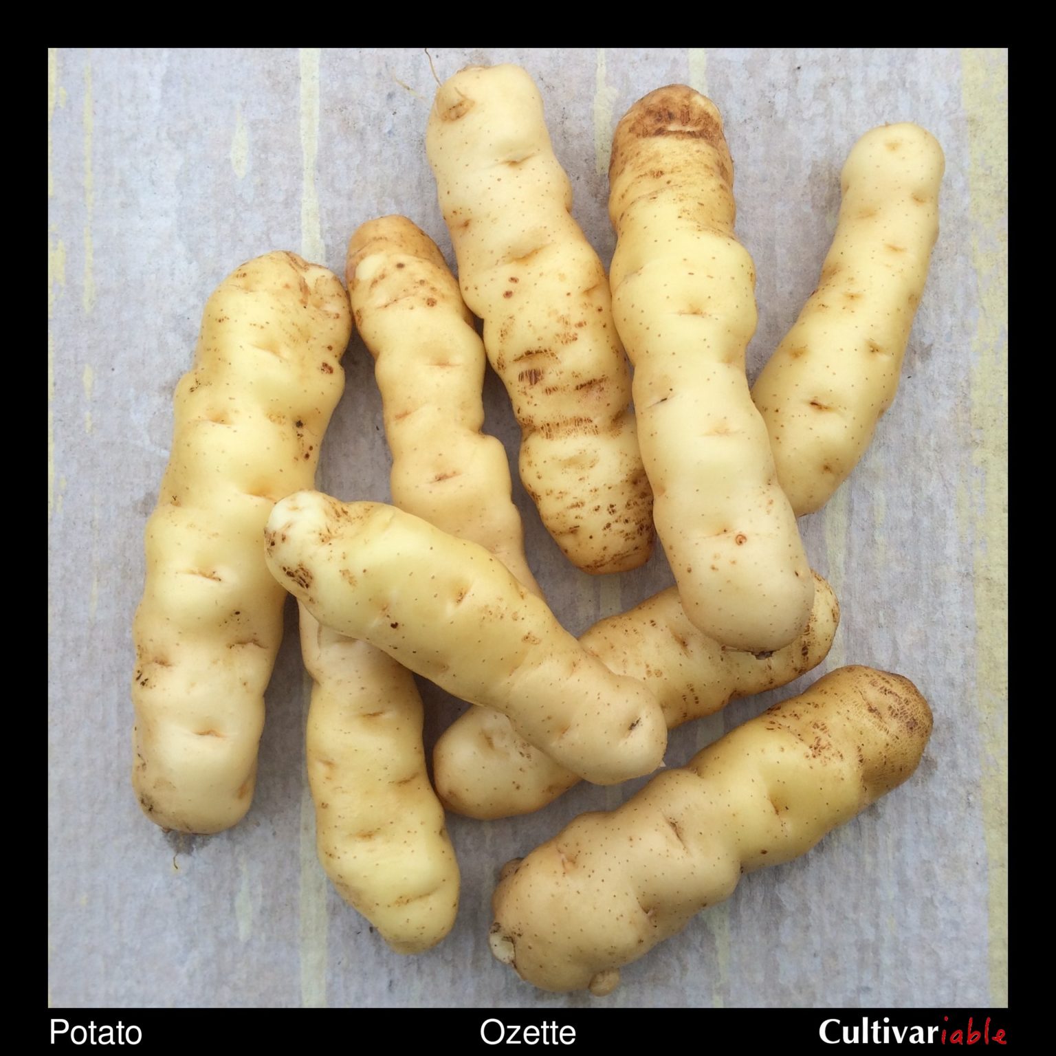 Potato variety 'Ozette' tubers