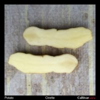 Potato variety 'Ozette' tuber flesh