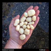 Tubers of the wild potato species Solanum acaule (average size)