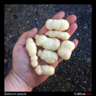 Tubers of the wild potato species Solanum acaule (large size)