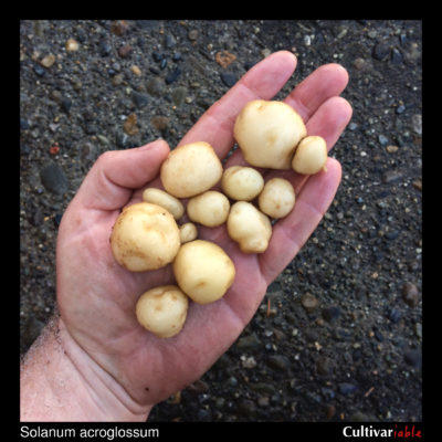 Tubers of the wild potato species Solanum acroglossum
