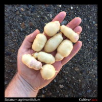 Tubers of the wild potato species Solanum agrimoniifolium