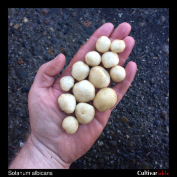 Tubers of the wild potato species Solanum albicans