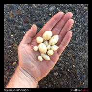 Tubers of the wild potato species Solanum albornozii