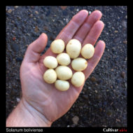 Tubers of the wild potato species Solanum boliviense