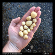 Tubers of the wild potato species Solanum bulbocastanum