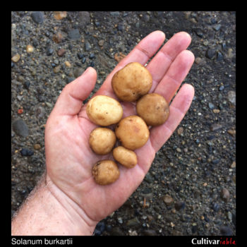 Tubers of the wild potato species Solanum burkartii