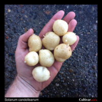 Tubers of the wild potato species Solanum candolleanum