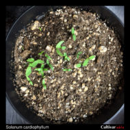 Seedlings of the wild potato species Solanum cardiophyllum