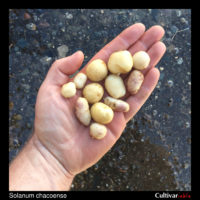 Tubers of the wild potato species Solanum chacoense