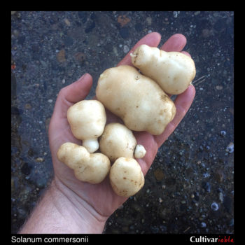 Tubers of the wild potato species Solanum commersonii