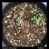 Seedlings of the wild potato species Solanum ehrenbergii