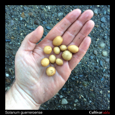 Tubers of the wild potato species Solanum guerreroense