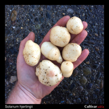Tubers of the wild potato species Solanum hjertingii