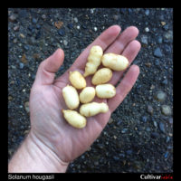 Tubers of the wild potato species Solanum hougasii