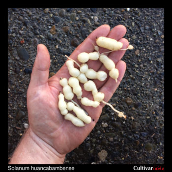 Tubers of the wild potato species Solanum huancabambense