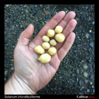 Tubers of the wild potato species Solanum infundibuliforme