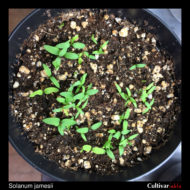 Seedlings of the wild potato species Solanum jamesii