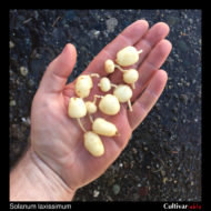 Tubers of the wild potato species Solanum laxissimum