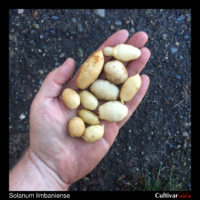 Tubers of the wild potato species Solanum limbaniense