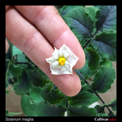 Flower of the wild potato species Solanum maglia