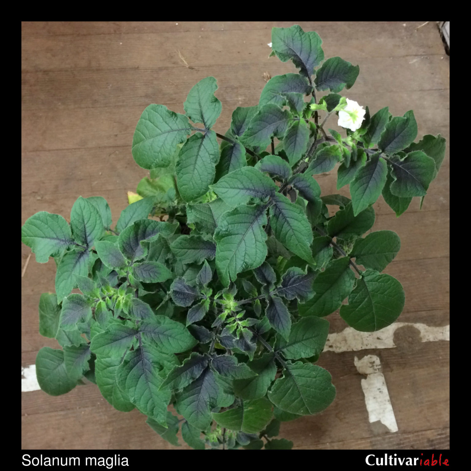 Aerial plant of the wild potato species Solanum maglia