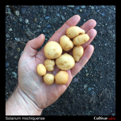 Tubers of the wild potato species Solanum mochiquense