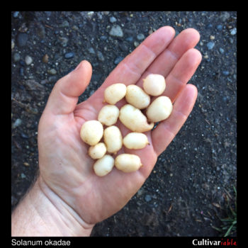 Tubers of the wild potato species Solanum okadae