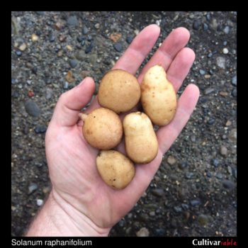 Tubers of the wild potato species Solanum raphanifolium