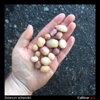 Tubers of the wild potato species Solanum schenckii