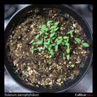 Seedlings of the wild potato species Solanum stenophyllidium