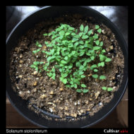 Seedlings of the wild potato species Solanum stoloniferum