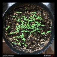 Seedlings of the wild potato species Solanum tarnii