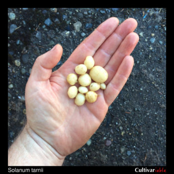 Tubers of the wild potato species Solanum tarnii