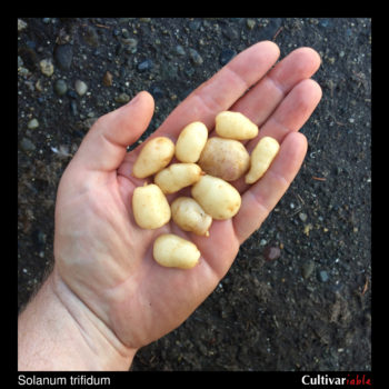 Tubers of the wild potato species Solanum trifidum