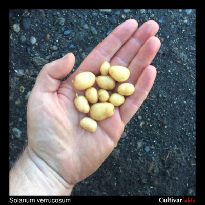 Tubers of the wild potato species Solanum verrucosum