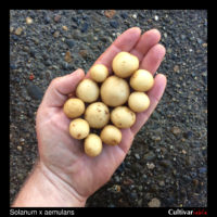 Tubers of the wild potato species Solanum x aemulans