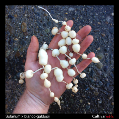 Tubers of the wild potato species Solanum x blanco-galdosii