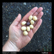 Tubers of the wild potato species Solanum x doddsii