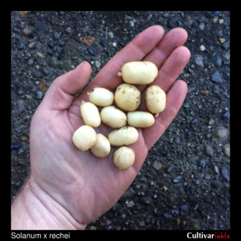 Tubers of the wild potato species Solanum x rechei