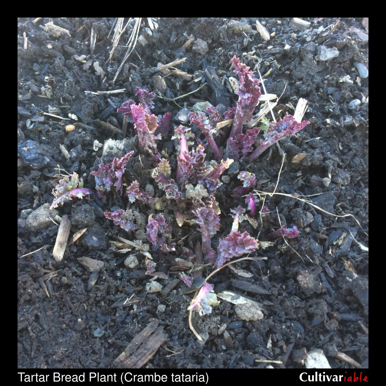 Tartar bread plant (Crambe tataria) sprouts