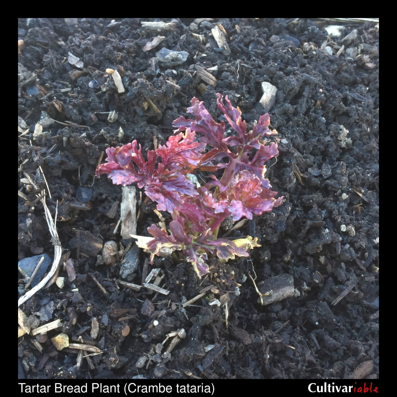 Tartar bread plant (Crambe tataria) sprouts