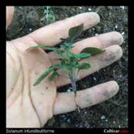 Seedling of the wild potato species Solanum infundibuliforme showing the topiary trait