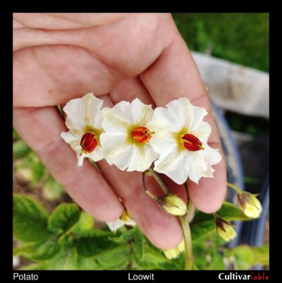 Flower of the Cultivariable original potato variety 'Loowit'