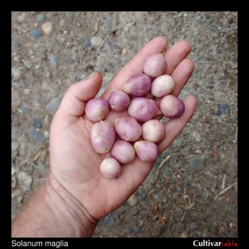 Tubers of the wild potato species Solanum maglia