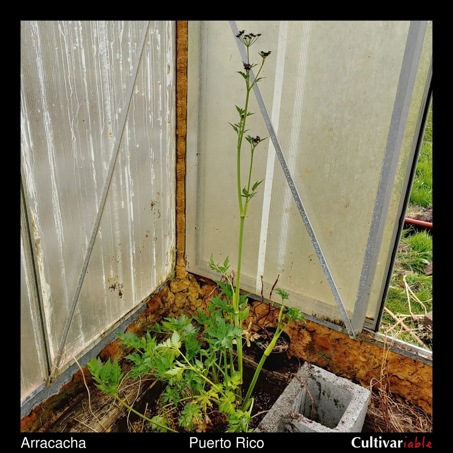 Flowering arracacha (arracacia xanthorrhiza) plant